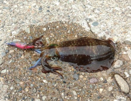 越前デイエギング